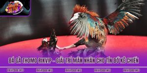 Đá Gà Thomo Rikvip - Giải Trí Mãn Nhãn Cho Tín Đồ Kê Chiến