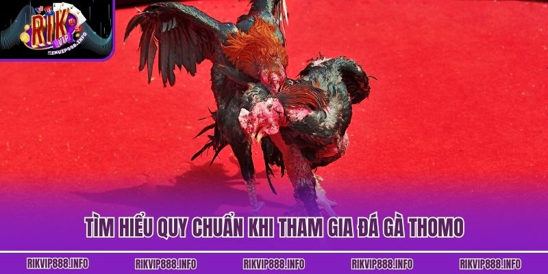 Tìm hiểu quy chuẩn khi tham gia đá gà Thomo