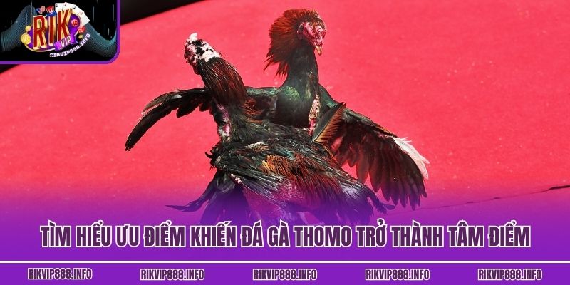 Tìm hiểu ưu điểm khiến đá gà Thomo trở thành tâm điểm